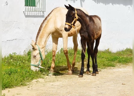 Andalusiër, Hengst, 1 Jaar, 120 cm