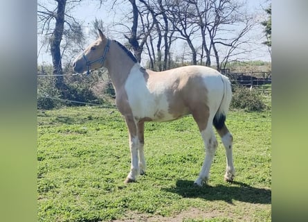 Andalusiër Mix, Hengst, 1 Jaar, 140 cm, Gevlekt-paard