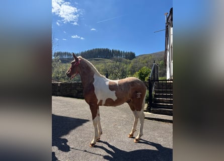 Andalusiër, Hengst, 1 Jaar, 145 cm, Gevlekt-paard