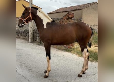 Andalusiër, Hengst, 1 Jaar, 150 cm, Gevlekt-paard