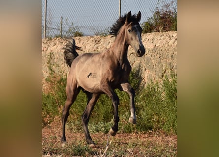 Andalusiër, Hengst, 1 Jaar, 163 cm, Schimmel