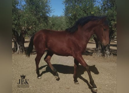 Andalusiër, Hengst, 1 Jaar, 164 cm, Bruin