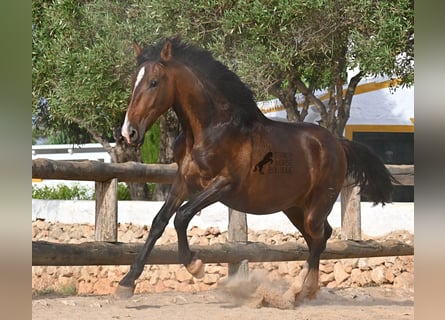 Andalusiër, Hengst, 1 Jaar, 165 cm, Bruin