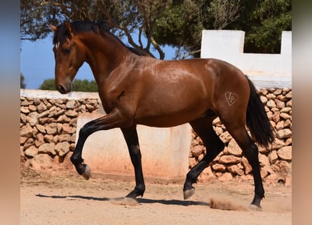 Andalusier, Hengst, 1 Jahr, 166 cm, Brauner