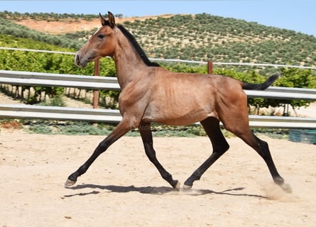 Andalusier, Hengst, 1 Jahr, Schimmel