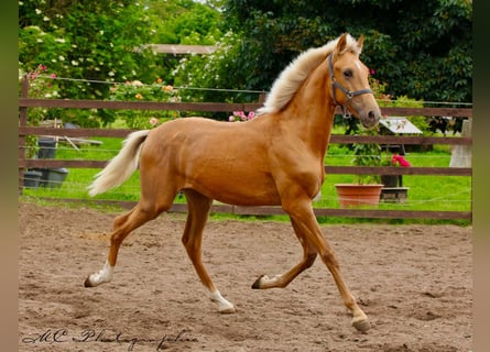 Andalusier, Hengst, 1 Jahr, 150 cm, Palomino