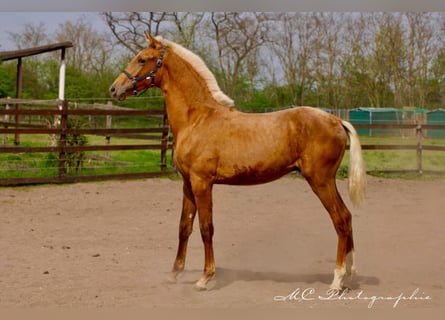 Andalusier, Hengst, 1 Jahr, 150 cm, Palomino