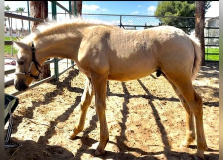 Andalusier, Hengst, 1 Jahr, 161 cm, Palomino