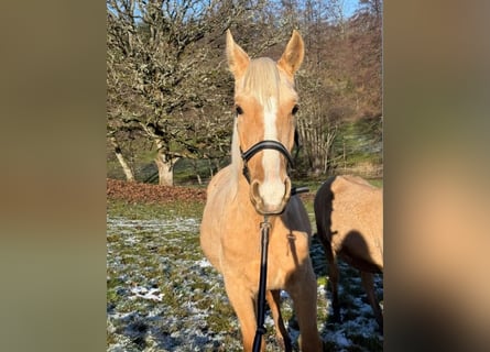 Andalusier Mix, Hengst, 1 Jahr, 163 cm, Palomino