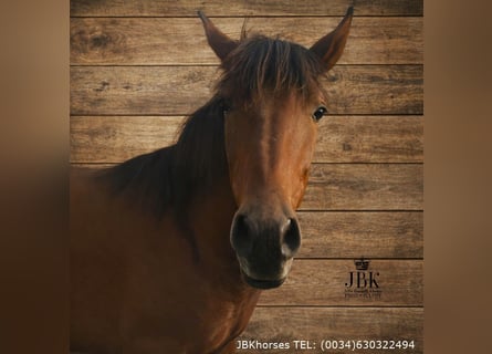 Andalusier, Hengst, 1 Jahr, 164 cm, Brauner