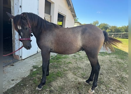 Andalusier Mix, Hengst, 1 Jahr, 165 cm, Roan-Bay