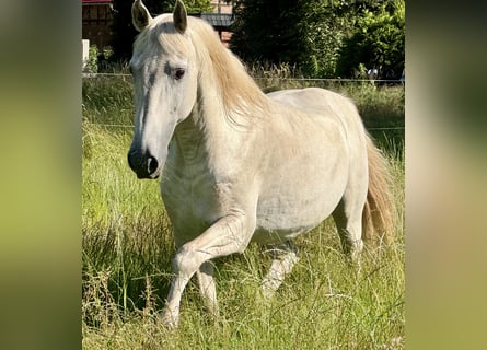 Andalusier, Hengst, 25 Jahre, 155 cm, Schimmel