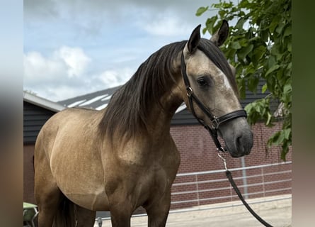 Andalusiër Mix, Hengst, 2 Jaar, 152 cm, Buckskin