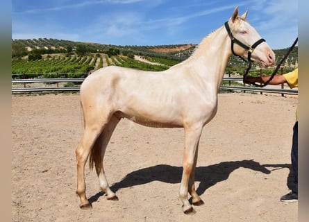 Andalusiër, Hengst, 2 Jaar, 152 cm, Perlino