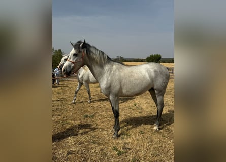 Andalusier, Hengst, 2 Jahre, 157 cm, Schimmel