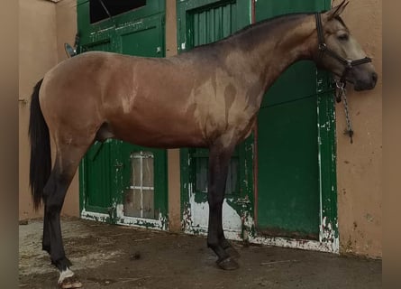 Andalusiër, Hengst, 2 Jaar, 159 cm, Falbe