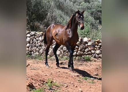 Andalusiër, Hengst, 2 Jaar, 165 cm