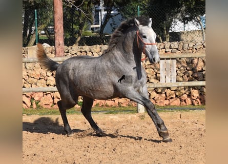 Andalusiër, Hengst, 2 Jaar, Schimmel