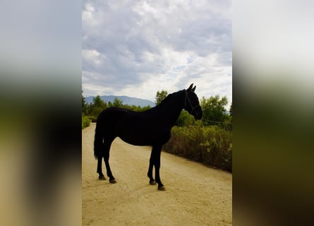 Andalusier, Hengst, 2 Jahre, 152 cm, Rappe