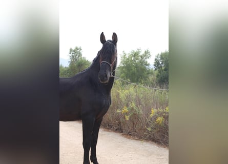 Andalusier, Hengst, 2 Jahre, 152 cm, Rappe