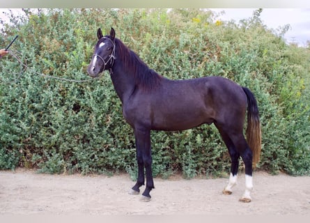 Andalusier, Hengst, 2 Jahre, 152 cm, Schimmel