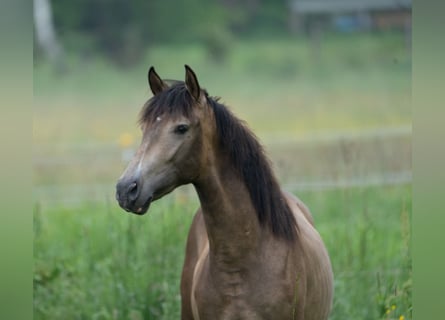 Andalusier, Hengst, 2 Jahre, 153 cm, Falbe