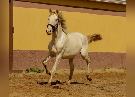 Andalusier, Hengst, 2 Jahre, 155 cm, Cremello