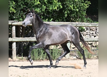 Andalusier, Hengst, 2 Jahre, 155 cm, Schimmel