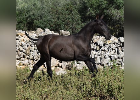 Andalusier, Hengst, 2 Jahre, 157 cm, Rappe
