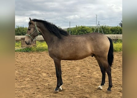 Andalusier, Hengst, 2 Jahre, 161 cm, Falbe