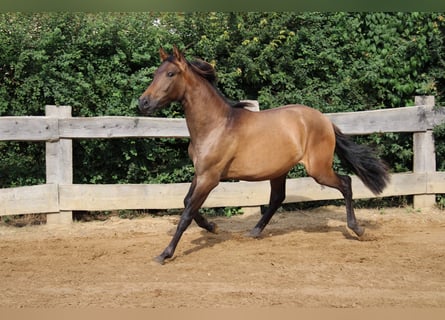 Andalusier, Hengst, 2 Jahre, 162 cm, Brauner