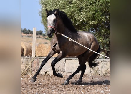 Andalusier, Hengst, 2 Jahre, 162 cm, Buckskin