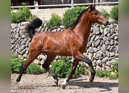 Andalusier, Hengst, 2 Jahre, 165 cm, Brauner