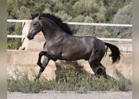 Andalusier, Hengst, 2 Jahre, 166 cm, Schimmel