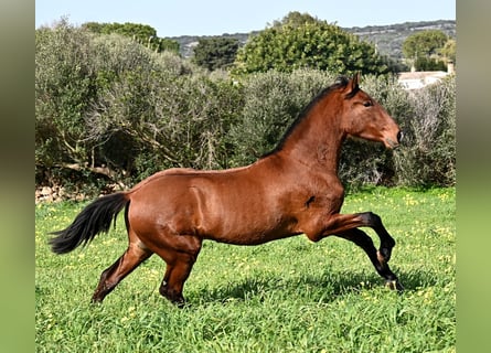 Andalusier, Hengst, 2 Jahre, 168 cm, Brauner