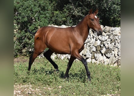 Andalusier, Hengst, 2 Jahre, 170 cm, Brauner