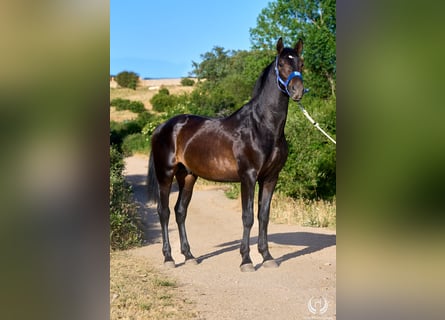 Andalusier, Hengst, 2 Jahre, 170 cm, Dunkelbrauner