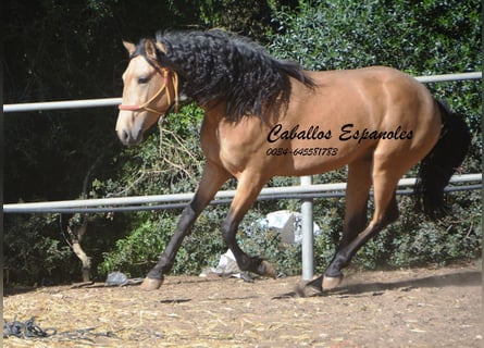 Andalusiër, Hengst, 3 Jaar, 155 cm, Buckskin