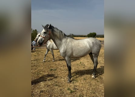 Andalusiër, Hengst, 3 Jaar, 157 cm, Schimmel