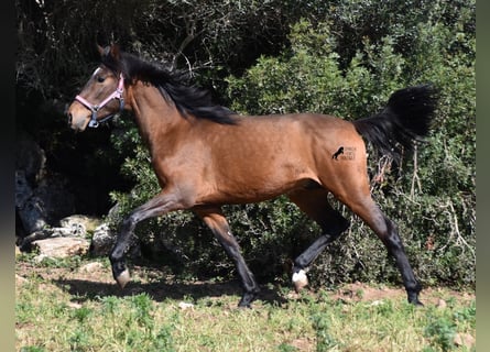 Andalusiër, Hengst, 3 Jaar, 158 cm, Bruin