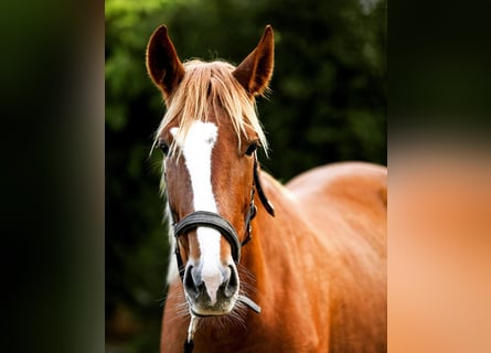 Andalusiër Mix, Hengst, 3 Jaar, 158 cm, Vos