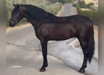 Andalusiër, Hengst, 3 Jaar, 158 cm, Zwart