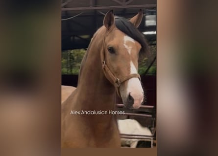 Andalusiër Mix, Hengst, 3 Jaar, 160 cm, Buckskin