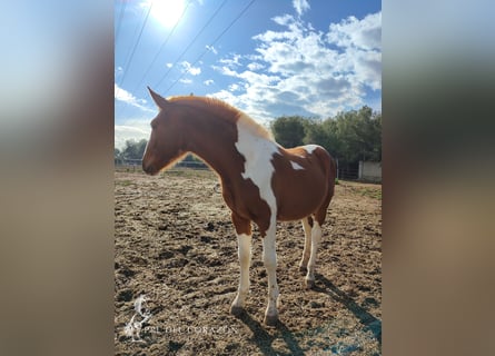 Andalusiër, Hengst, 3 Jaar, 160 cm, Gevlekt-paard