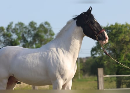 Andalusiër, Hengst, 3 Jaar, 160 cm, Tobiano-alle-kleuren