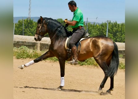 Andalusiër, Hengst, 3 Jaar, 161 cm, Falbe