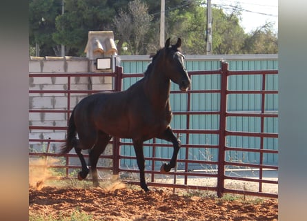 Andalusiër, Hengst, 3 Jaar, 162 cm, Zwart