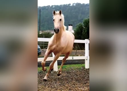 Andalusiër, Hengst, 3 Jaar, 165 cm, Palomino