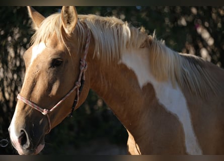 Andalusiër, Hengst, 3 Jaar, 168 cm, Gevlekt-paard