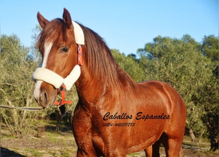 Andalusier, Hengst, 3 Jahre, 152 cm, Fuchs